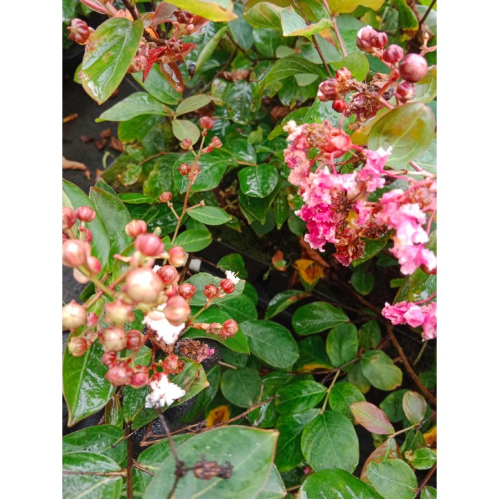 Lagerstroemia indyjska różowa z białą obwódką długo kwitnąca Bez Południa