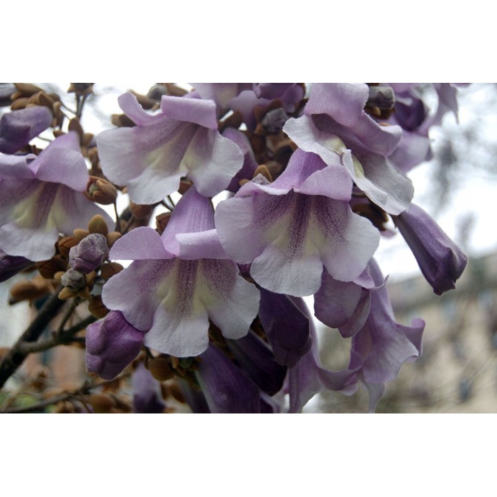 Paulownia Cesarska – Szybkorosnąca sadzonka 50–70 cm (P9) „Drzewo Tlenowe”