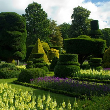 Grab zwyczajny Carpinus betulus sadzonki na żywopłot...