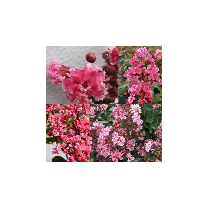 Lagerstroemia indyjska różowa z białą obwódką długo kwitnąca Bez Południa