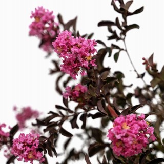 Lagerstroemia Black Diamond - SHELL PINK najwieksza na allegro