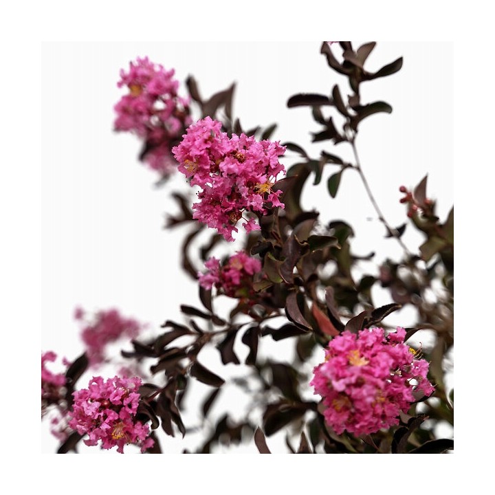 Lagerstroemia Black Diamond - SHELL PINK najwieksza na allegro