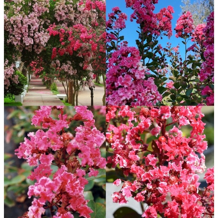 Lagerstroemia indyjska różowa z białą obwódką długo kwitnąca Bez Południa