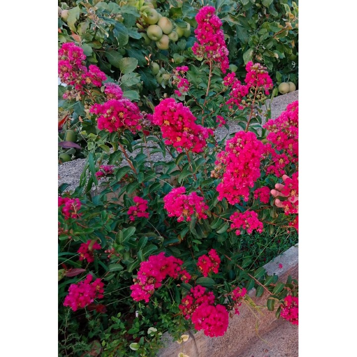 Lagerstroemia indyjska czerwona Kwitnie 120 dni sadzonka