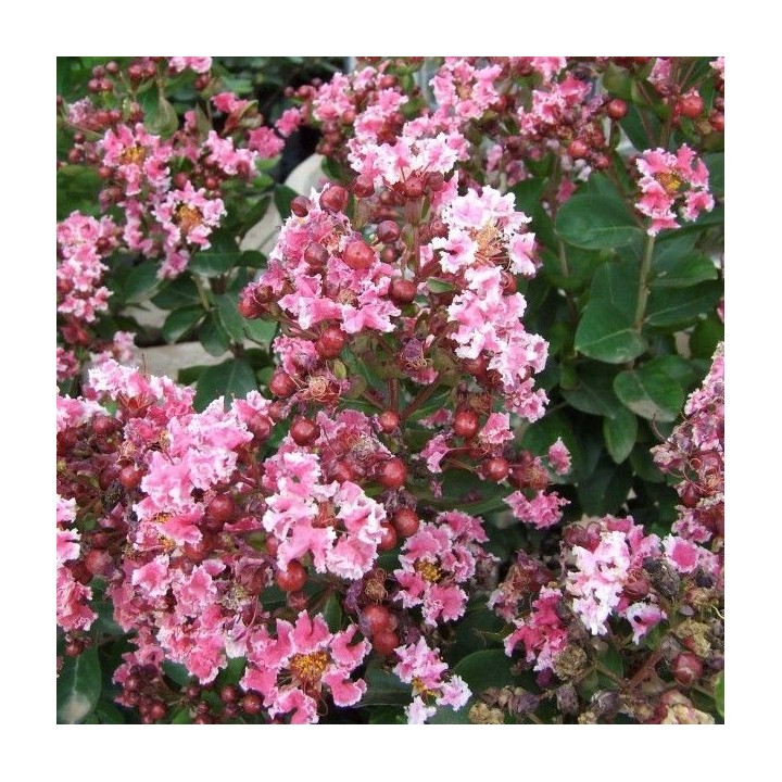 Lagerstroemia indyjska różowa z białą obwódką długo kwitnąca Bez Południa