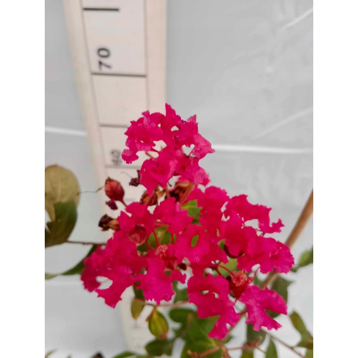 Lagerstroemia indyjska czerwona Kwitnie 120 dni sadzonka