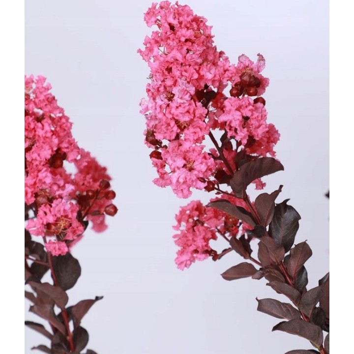 Lagerstroemia Black Diamond - SHELL PINK najwieksza na allegro