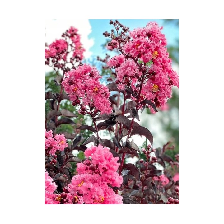 Lagerstroemia Black Diamond - SHELL PINK najwieksza na allegro