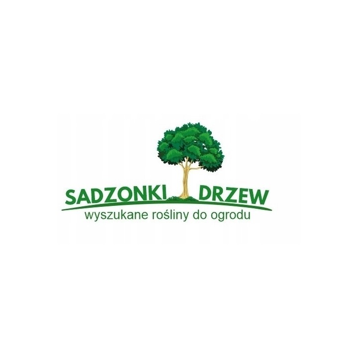 Lagerstroemia indyjska czerwona Kwitnie 120 dni sadzonka
