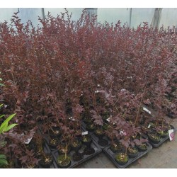 Lagerstroemia 'Black Diamond Shell Pink' (Lagerstroemia indica) wys. 100-120 cm