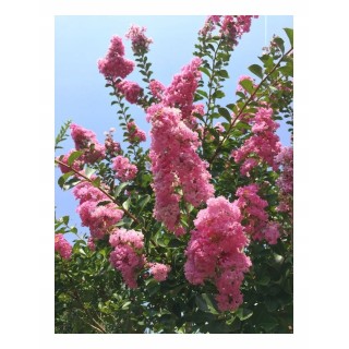 Lagerstroemia Petite pink sadzonki długo kwitnąca Na pniu