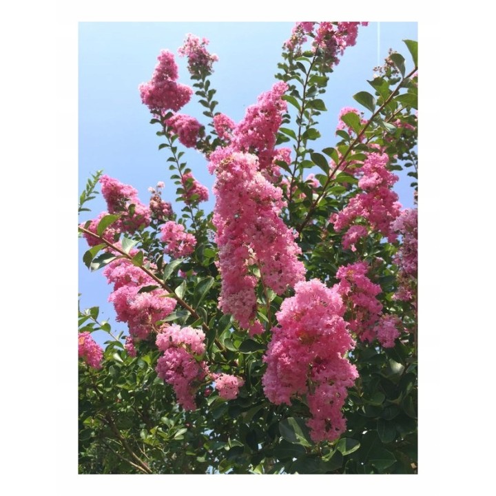 Lagerstroemia Petite pink sadzonki długo kwitnąca Na pniu