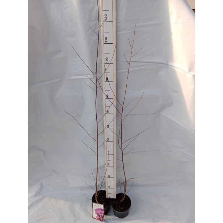 Lagerstroemia Black Diamond - SHELL PINK najwieksza na allegro