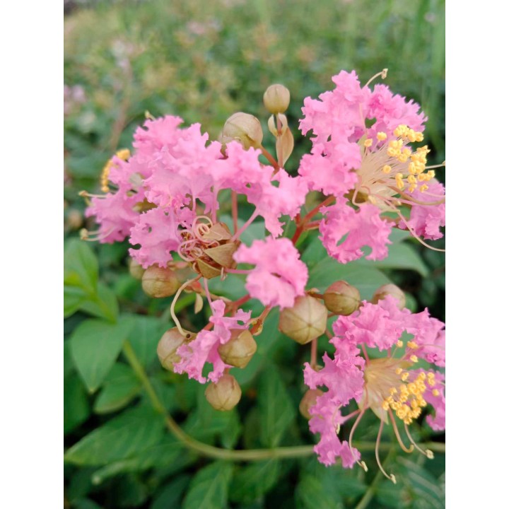 Lagerstroemia Petite pink sadzonki długo kwitnąca Na pniu