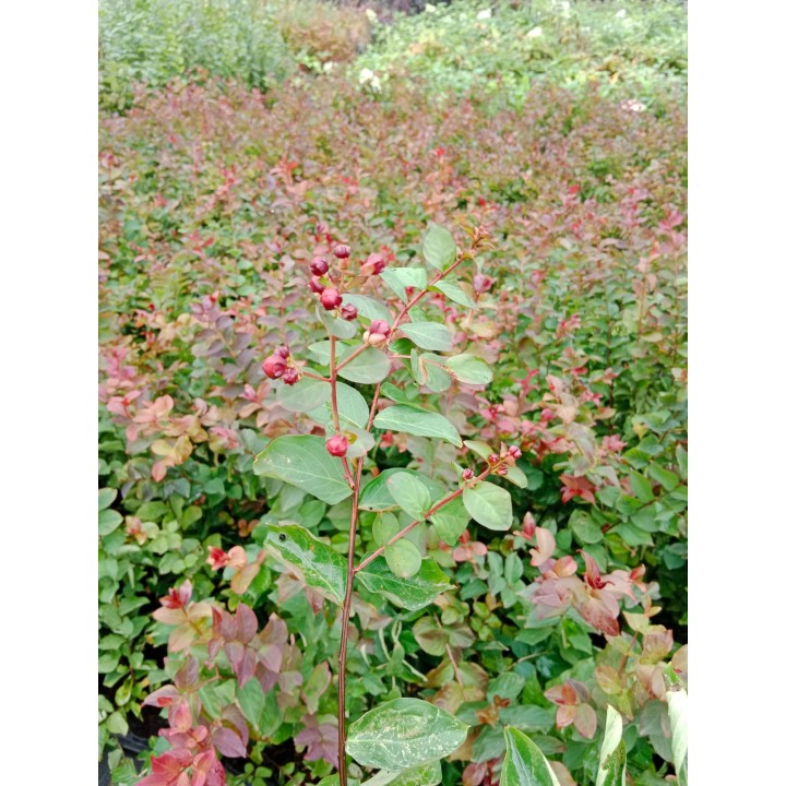 Lagerstroemia indyjska czerwona Kwitnie 120 dni sadzonka