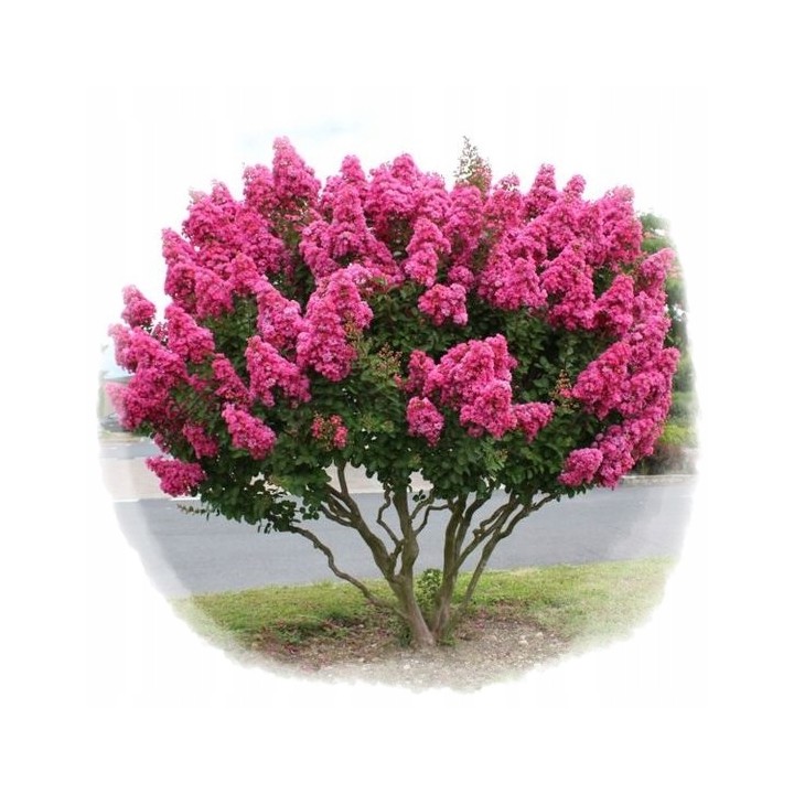 Lagerstroemia Petite pink sadzonki długo kwitnąca Na pniu
