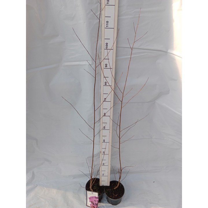 Lagerstroemia Black Diamond - SHELL PINK najwieksza na allegro