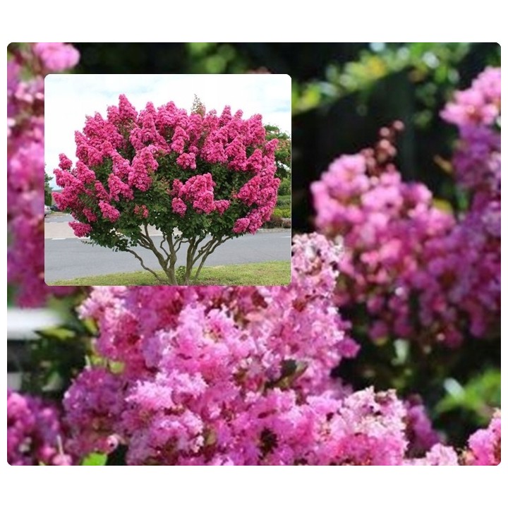 Lagerstroemia Petite pink sadzonki długo kwitnąca Na pniu