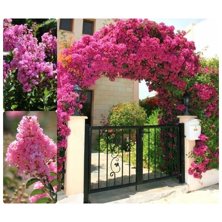 Lagerstroemia Petite pink sadzonki długo kwitnąca Na pniu