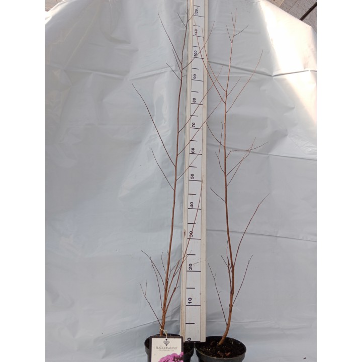 Lagerstroemia Black Diamond - SHELL PINK najwieksza na allegro