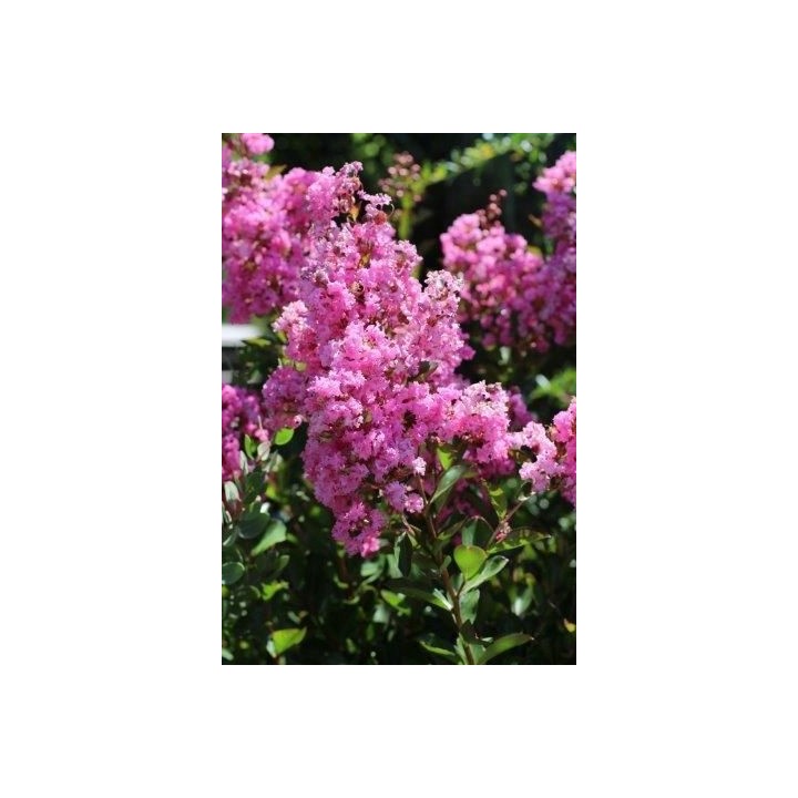 Lagerstroemia Petite pink sadzonki długo kwitnąca Na pniu