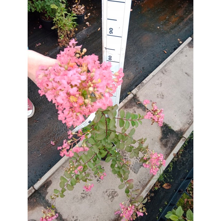 Lagerstroemia Petite pink sadzonki długo kwitnąca Na pniu