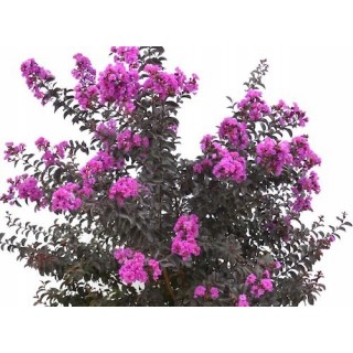 Lagerstroemia indyjska Black Diamond PURELY PURPLE sadzonki FIOLETOWE Hit!