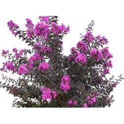 Lagerstroemia 'Black Diamond Purely Purple' fioletowa wys. 90-120 cm