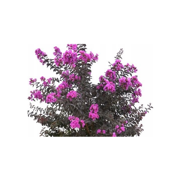 Lagerstroemia indyjska Black Diamond PURELY PURPLE sadzonki FIOLETOWE Hit!