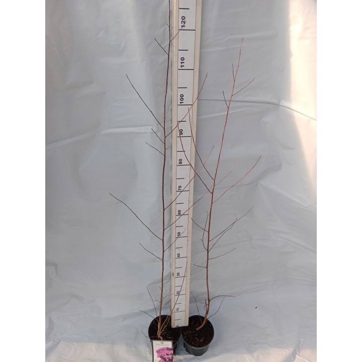 Lagerstroemia Black Diamond - SHELL PINK najwieksza na allegro