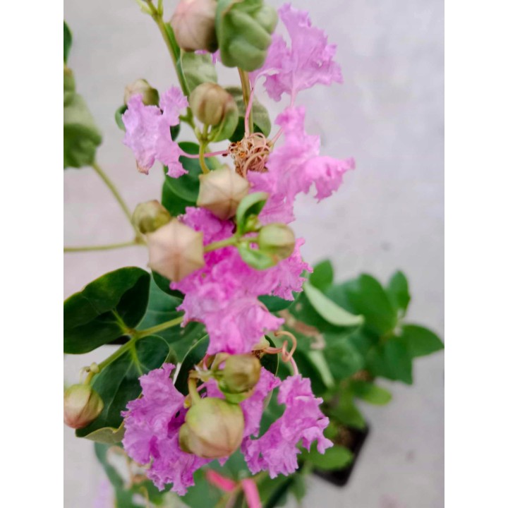 Lagerstroemia Petite pink sadzonki długo kwitnąca Na pniu