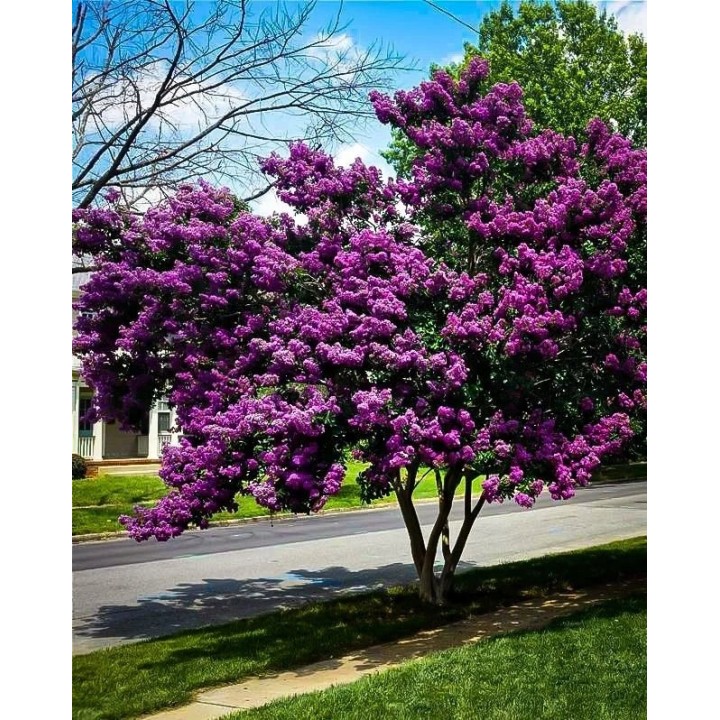 Lagerstroemia indyjska Black Diamond PURELY PURPLE sadzonki FIOLETOWE Hit!