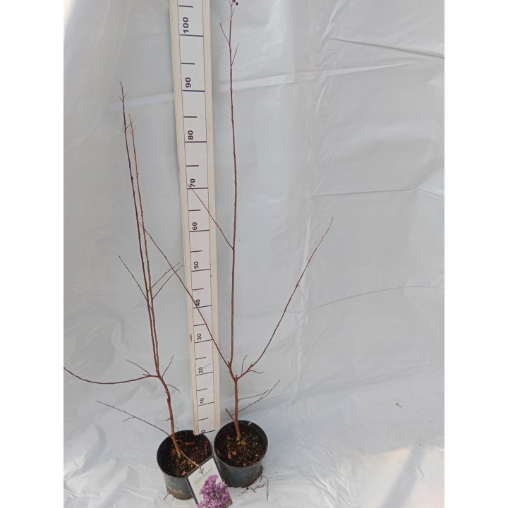 Lagerstroemia indyjska Black Diamond PURELY PURPLE sadzonki FIOLETOWE Hit!