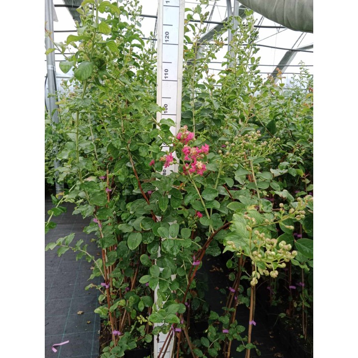 Lagerstroemia Petite pink sadzonki długo kwitnąca Na pniu