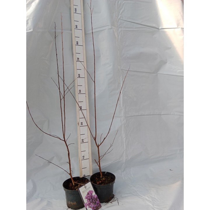 Lagerstroemia indyjska Black Diamond PURELY PURPLE sadzonki FIOLETOWE Hit!