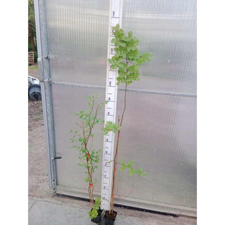 Lagerstroemia Petite pink sadzonki długo kwitnąca Na pniu