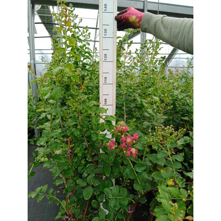 Lagerstroemia Petite pink sadzonki długo kwitnąca Na pniu