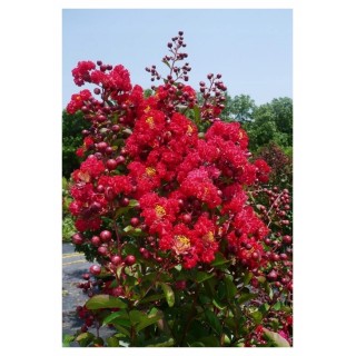Lagerstroemia indyjska sadzonki czerwone BEZ POŁUDNIA 60 CM