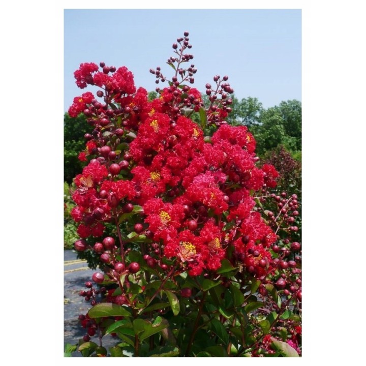 Lagerstroemia indyjska sadzonki czerwone BEZ POŁUDNIA 60 CM