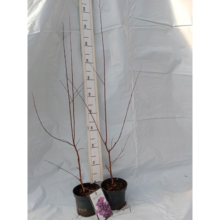 Lagerstroemia indyjska Black Diamond PURELY PURPLE sadzonki FIOLETOWE Hit!