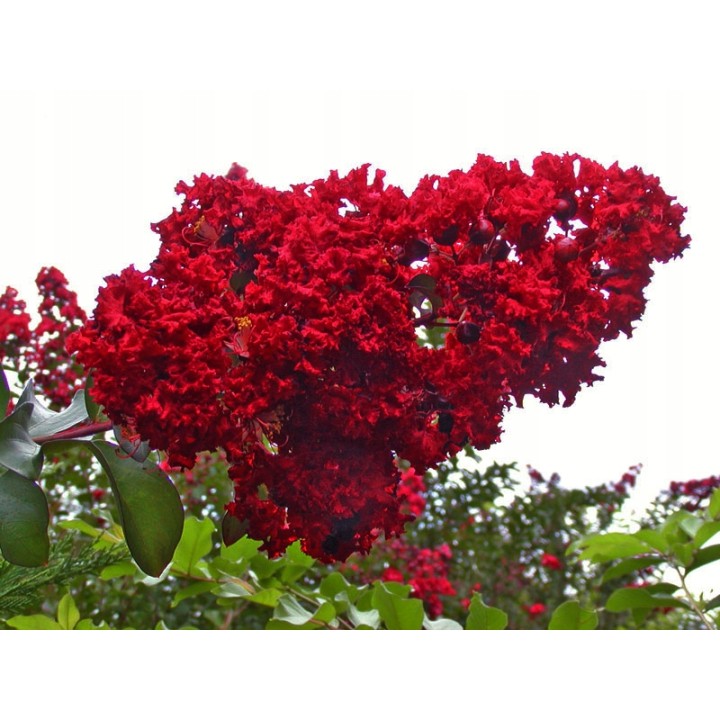 Lagerstroemia indyjska sadzonki czerwone BEZ POŁUDNIA 60 CM