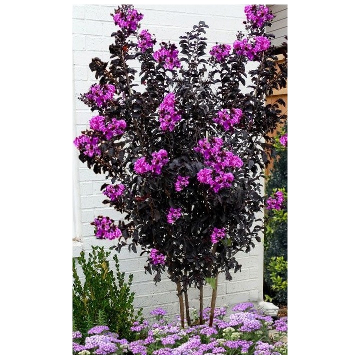 Lagerstroemia indyjska Black Diamond PURELY PURPLE sadzonki FIOLETOWE Hit!