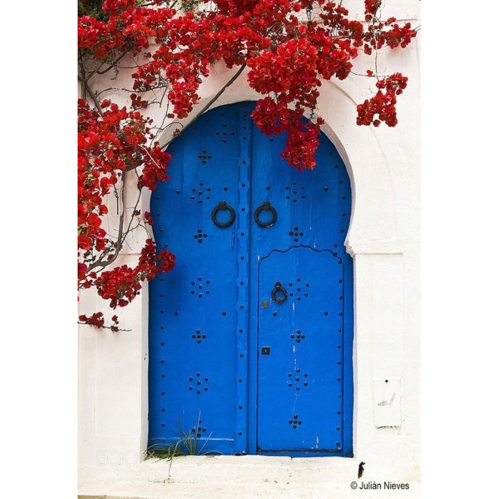 Lagerstroemia indyjska sadzonki czerwone BEZ POŁUDNIA 60 CM