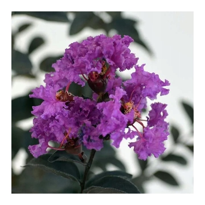 Lagerstroemia indyjska Black Diamond PURELY PURPLE sadzonki FIOLETOWE Hit!