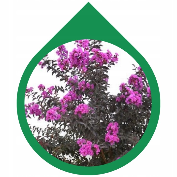 Lagerstroemia indyjska Black Diamond PURELY PURPLE sadzonki FIOLETOWE Hit!