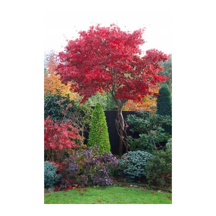 Lagerstroemia indyjska sadzonki czerwone BEZ POŁUDNIA 60 CM