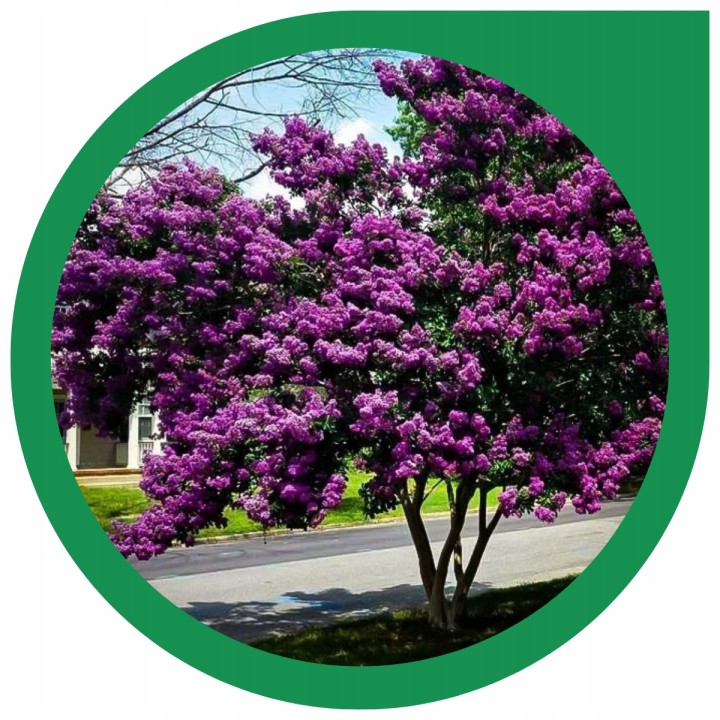 Lagerstroemia indyjska Black Diamond PURELY PURPLE sadzonki FIOLETOWE Hit!