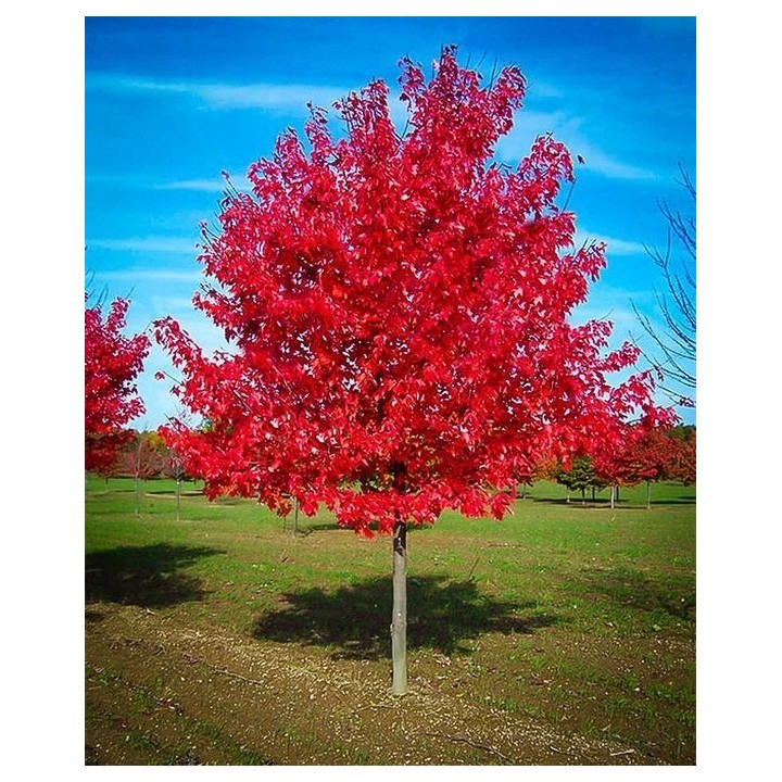 Lagerstroemia indyjska sadzonki czerwone BEZ POŁUDNIA 60 CM