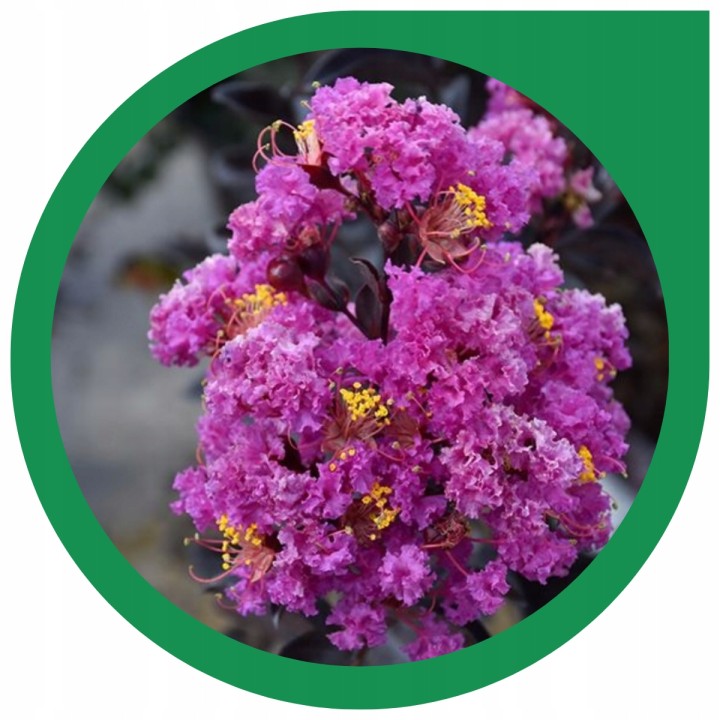 Lagerstroemia indyjska Black Diamond PURELY PURPLE sadzonki FIOLETOWE Hit!