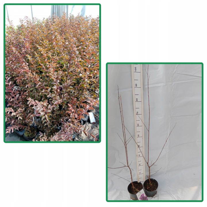 Lagerstroemia indyjska Black Diamond PURELY PURPLE sadzonki FIOLETOWE Hit!